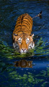 Preview wallpaper tiger, big cat, predator, striped, pond