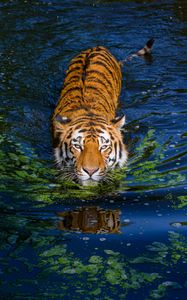 Preview wallpaper tiger, big cat, predator, striped, pond