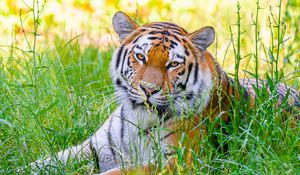 Preview wallpaper tiger, big cat, predator, wild, grass