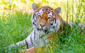 Preview wallpaper tiger, big cat, predator, wild, grass
