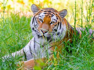 Preview wallpaper tiger, big cat, predator, wild, grass