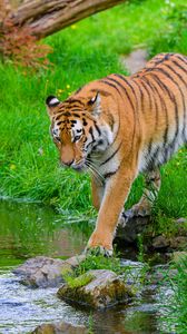 Preview wallpaper tiger, big cat, predator, striped, stream