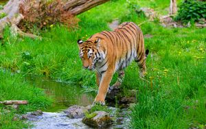Preview wallpaper tiger, big cat, predator, striped, stream