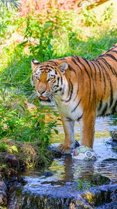 Preview wallpaper tiger, big cat, predator, striped, stream, wild