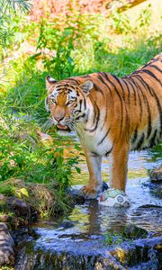 Preview wallpaper tiger, big cat, predator, striped, stream, wild