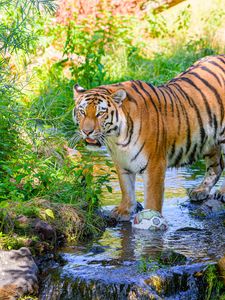 Preview wallpaper tiger, big cat, predator, striped, stream, wild