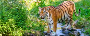 Preview wallpaper tiger, big cat, predator, striped, stream, wild