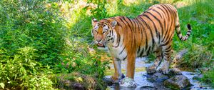 Preview wallpaper tiger, big cat, predator, striped, stream, wild