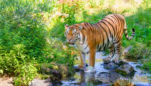 Preview wallpaper tiger, big cat, predator, striped, stream, wild