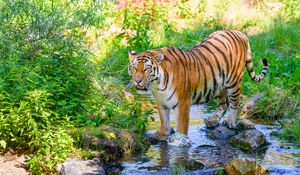 Preview wallpaper tiger, big cat, predator, striped, stream, wild