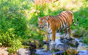 Preview wallpaper tiger, big cat, predator, striped, stream, wild