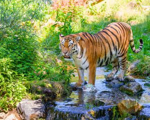 Preview wallpaper tiger, big cat, predator, striped, stream, wild