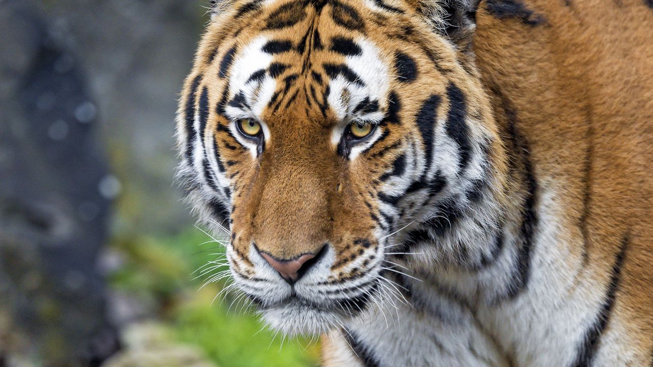 Wallpaper tiger, big cat, snout, predator
