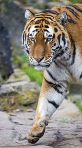 Preview wallpaper tiger, big cat, snout, predator