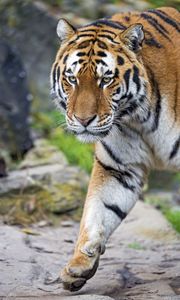 Preview wallpaper tiger, big cat, snout, predator