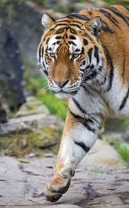 Preview wallpaper tiger, big cat, snout, predator