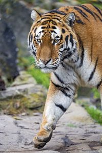Preview wallpaper tiger, big cat, snout, predator