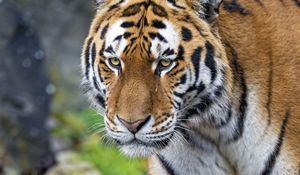Preview wallpaper tiger, big cat, snout, predator