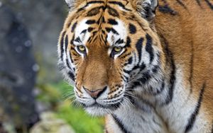 Preview wallpaper tiger, big cat, snout, predator
