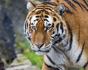 Preview wallpaper tiger, big cat, snout, predator