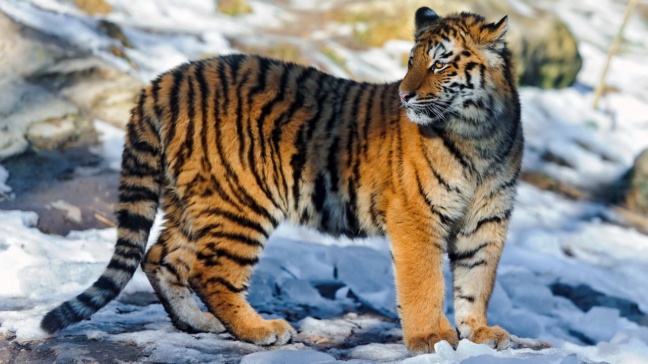 Wallpaper tiger, big cat, snow, walk