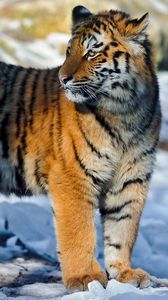 Preview wallpaper tiger, big cat, snow, walk