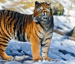 Preview wallpaper tiger, big cat, snow, walk