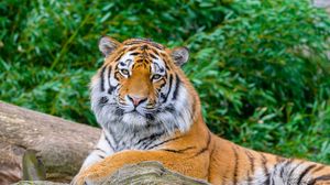 Preview wallpaper tiger, big cat, stone, predator