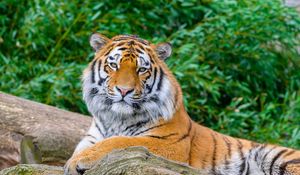 Preview wallpaper tiger, big cat, stone, predator