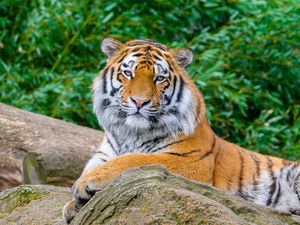 Preview wallpaper tiger, big cat, stone, predator