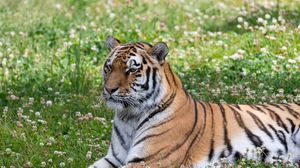 Preview wallpaper tiger, big cat, stripes, predator, grass