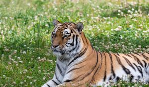 Preview wallpaper tiger, big cat, stripes, predator, grass