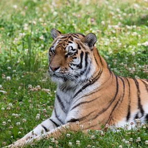 Preview wallpaper tiger, big cat, stripes, predator, grass