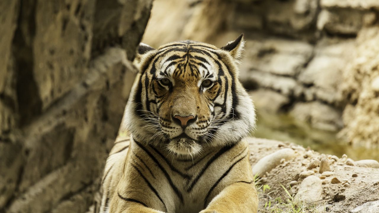 Wallpaper tiger, big cat, stripes, predator, formidable
