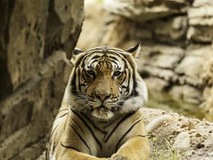 Preview wallpaper tiger, big cat, stripes, predator, formidable