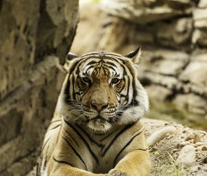 Preview wallpaper tiger, big cat, stripes, predator, formidable
