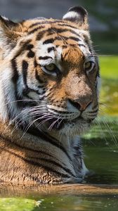 Preview wallpaper tiger, big cat, tabby, face, predator
