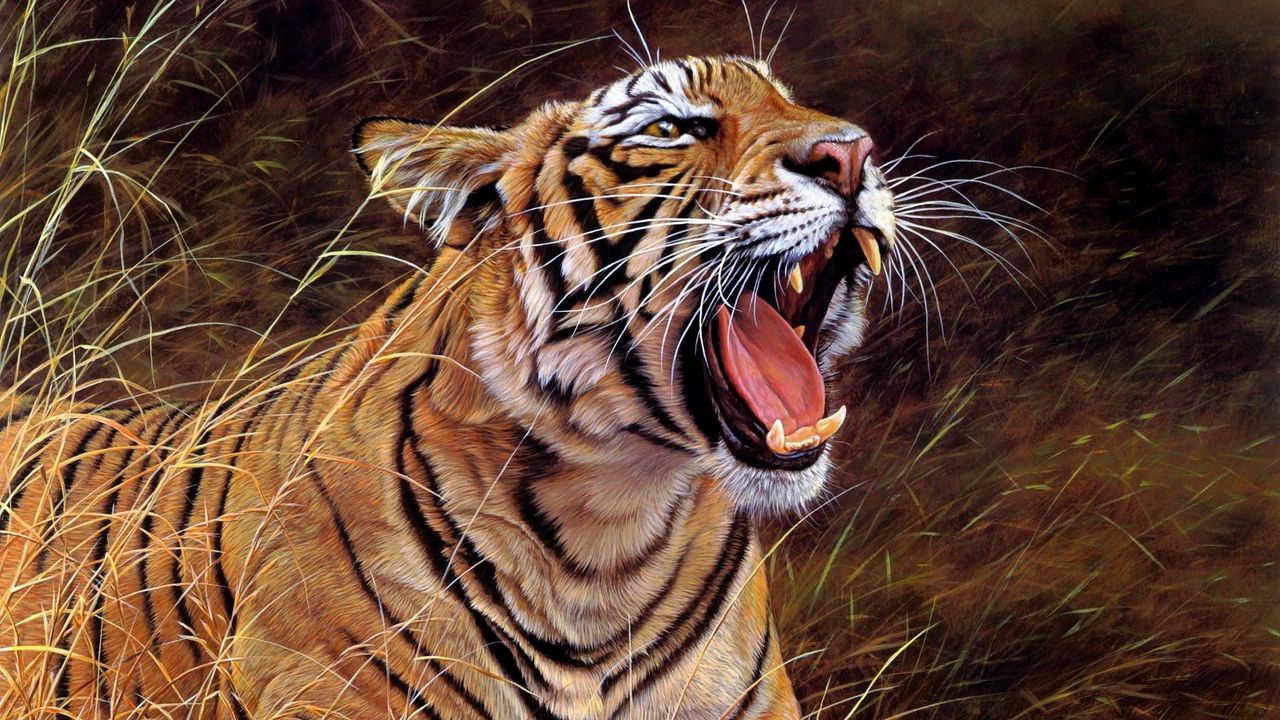 Wallpaper tiger, big cat, teeth, striped, anger