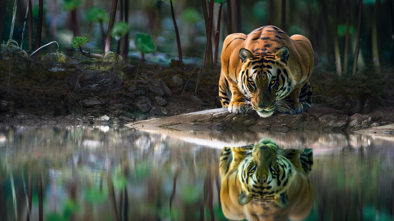 Wallpaper tiger, big cat, water, reflection, wildlife