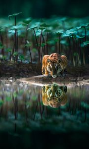 Preview wallpaper tiger, big cat, water, reflection, wildlife