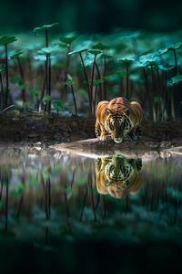 Preview wallpaper tiger, big cat, water, reflection, wildlife