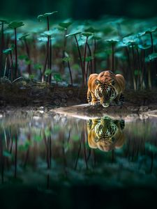 Preview wallpaper tiger, big cat, water, reflection, wildlife