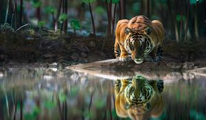 Preview wallpaper tiger, big cat, water, reflection, wildlife