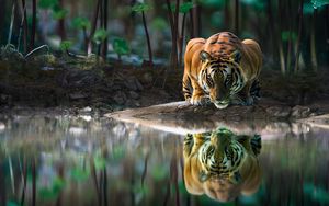 Preview wallpaper tiger, big cat, water, reflection, wildlife