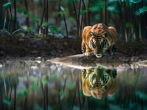 Preview wallpaper tiger, big cat, water, reflection, wildlife