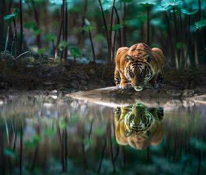 Preview wallpaper tiger, big cat, water, reflection, wildlife
