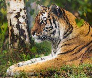 Preview wallpaper tiger, big cat, wildlife, predator