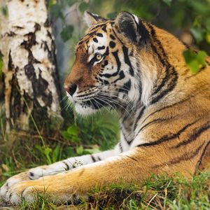 Preview wallpaper tiger, big cat, wildlife, predator