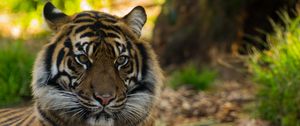 Preview wallpaper tiger, big cat, wildlife, predator, striped