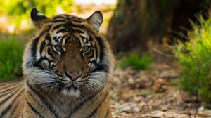 Preview wallpaper tiger, big cat, wildlife, predator, striped